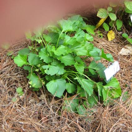 Wood Sorrel